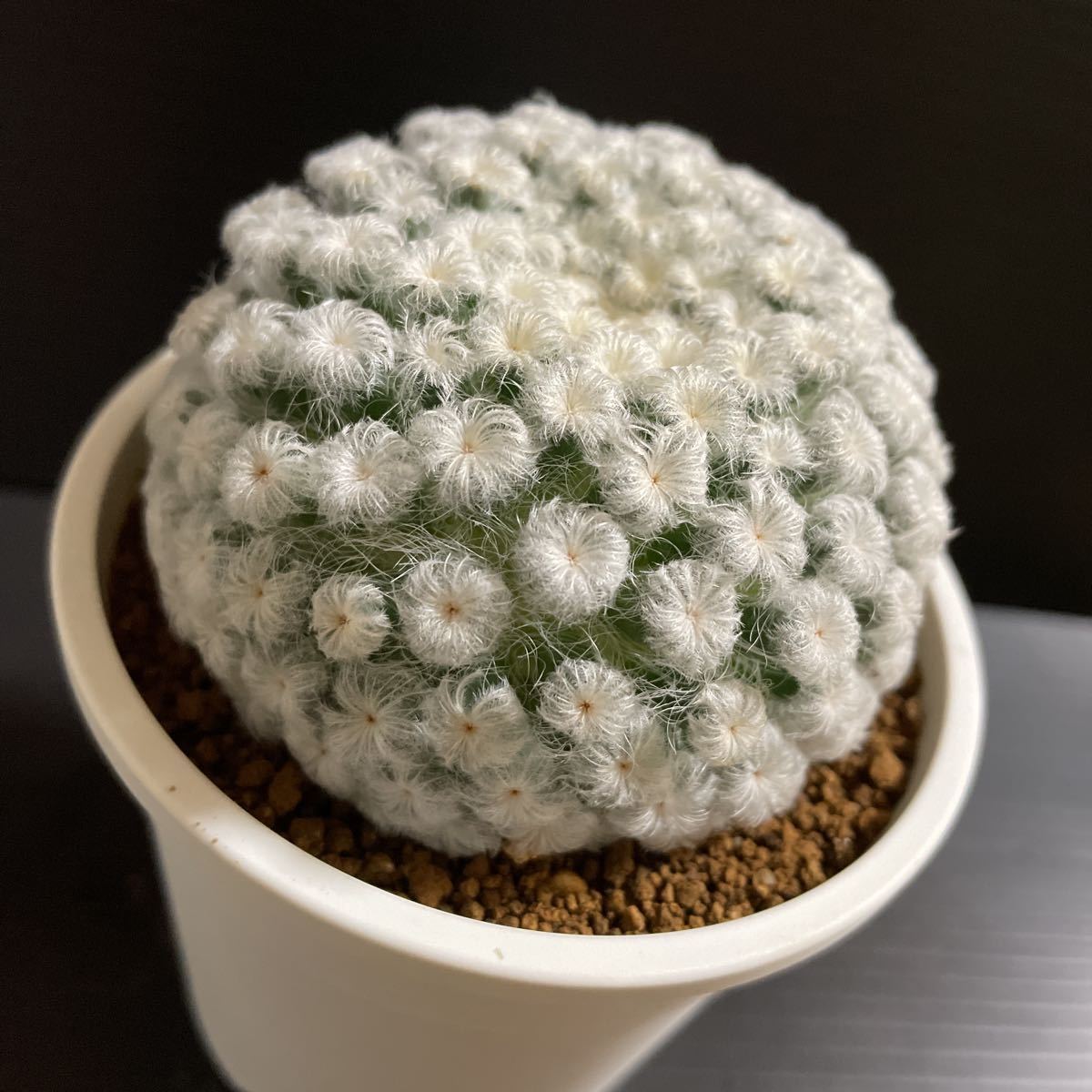 観葉植物 ガガイモ セロペギア サーペンティナ カット苗