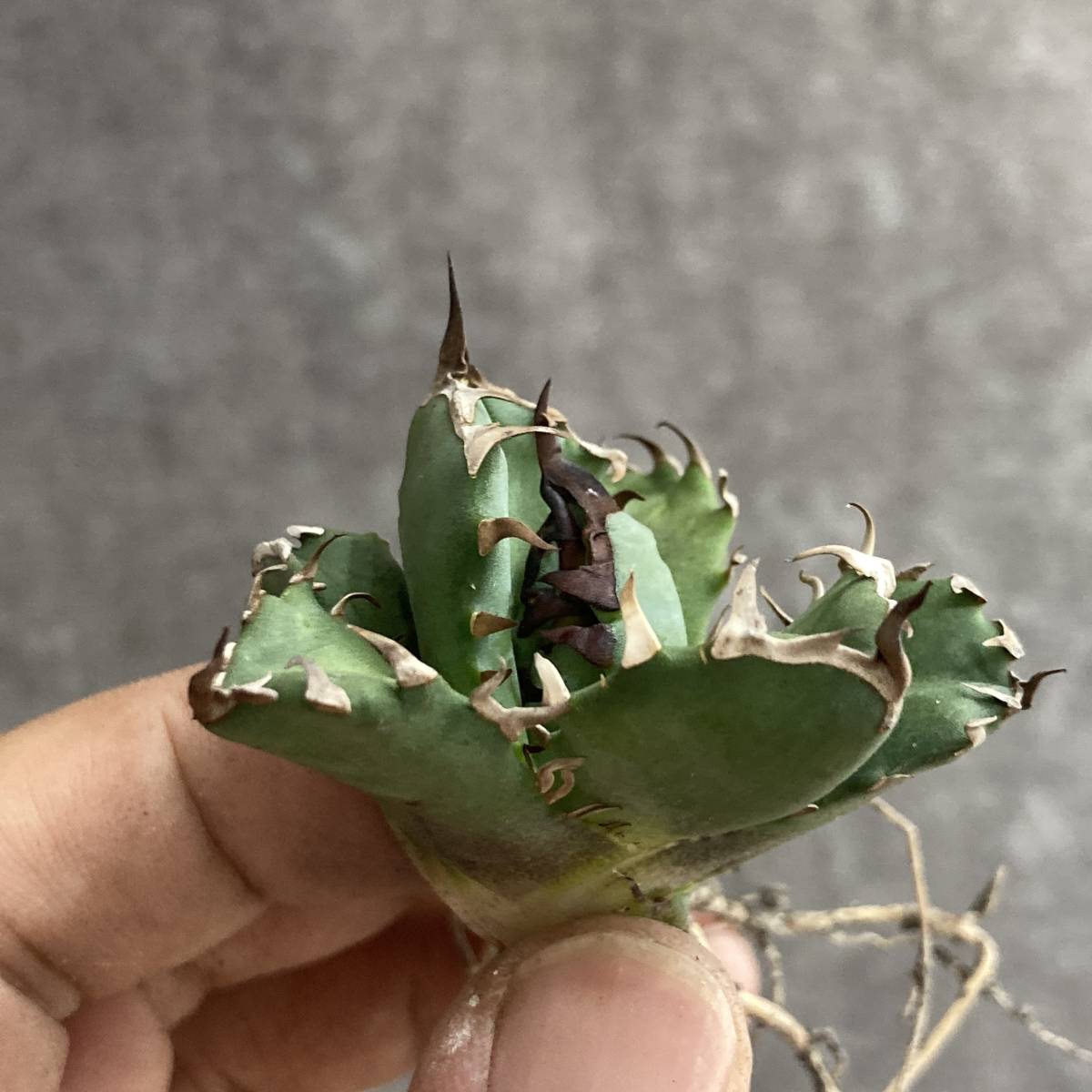 アガベ チタノタ Agave titanota - | 姫厳竜 多肉植物 plants MARU 