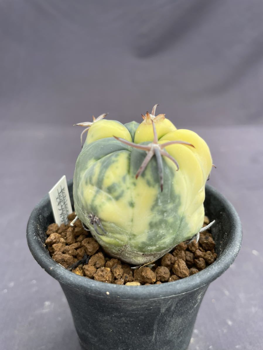 エキノカクタス サボテン 花王丸 Echinocactus | horizonthalonius
