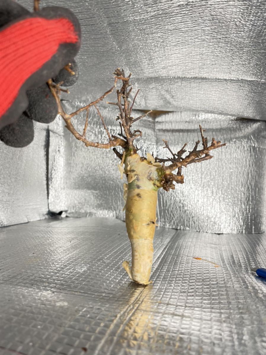 定番人気，限定SALE 輸入 新鮮株 コミフォラ カタフ ピュア ソマリア commiphora kataf pure 検 グラキリス パキプス パキポディウム マカイエンセ(サボテン)｜売買されたオークション情報、yahooの商品情報をアーカイ サボテン