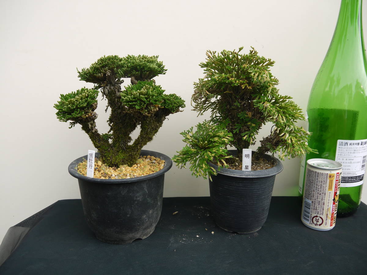 古典園芸植物、イワヒバ、岩松、巻柏 、黒牡丹・明星