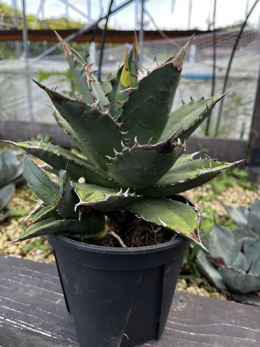 hiiro】アガベ 老白鯨 ② 子株 agave titanota （検 チタノタ オテロイ