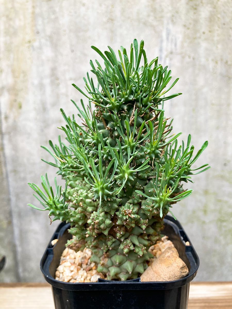 Euphorbia multiceps D195【良形・多頭】ユーフォルビア ムルチセプス