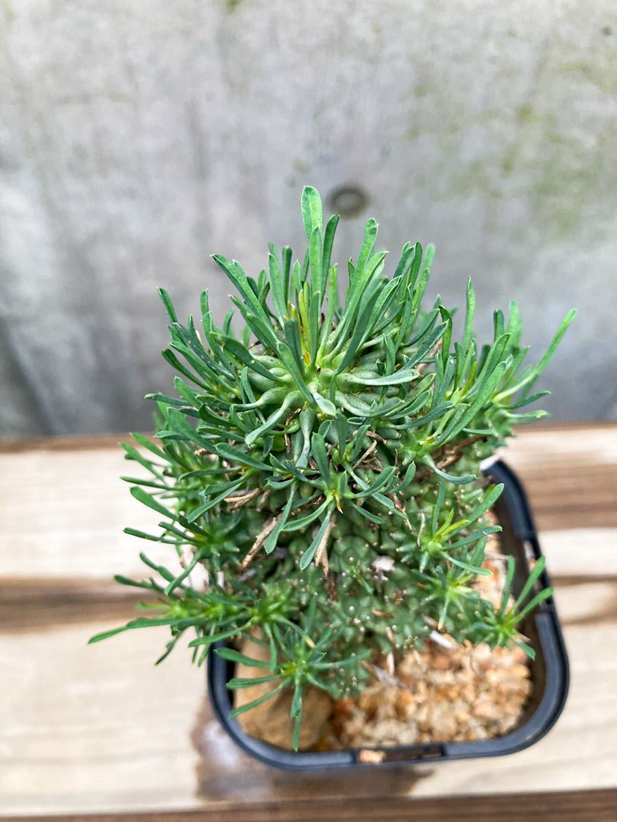 Euphorbia multiceps D195【良形・多頭】ユーフォルビア ムルチセプス