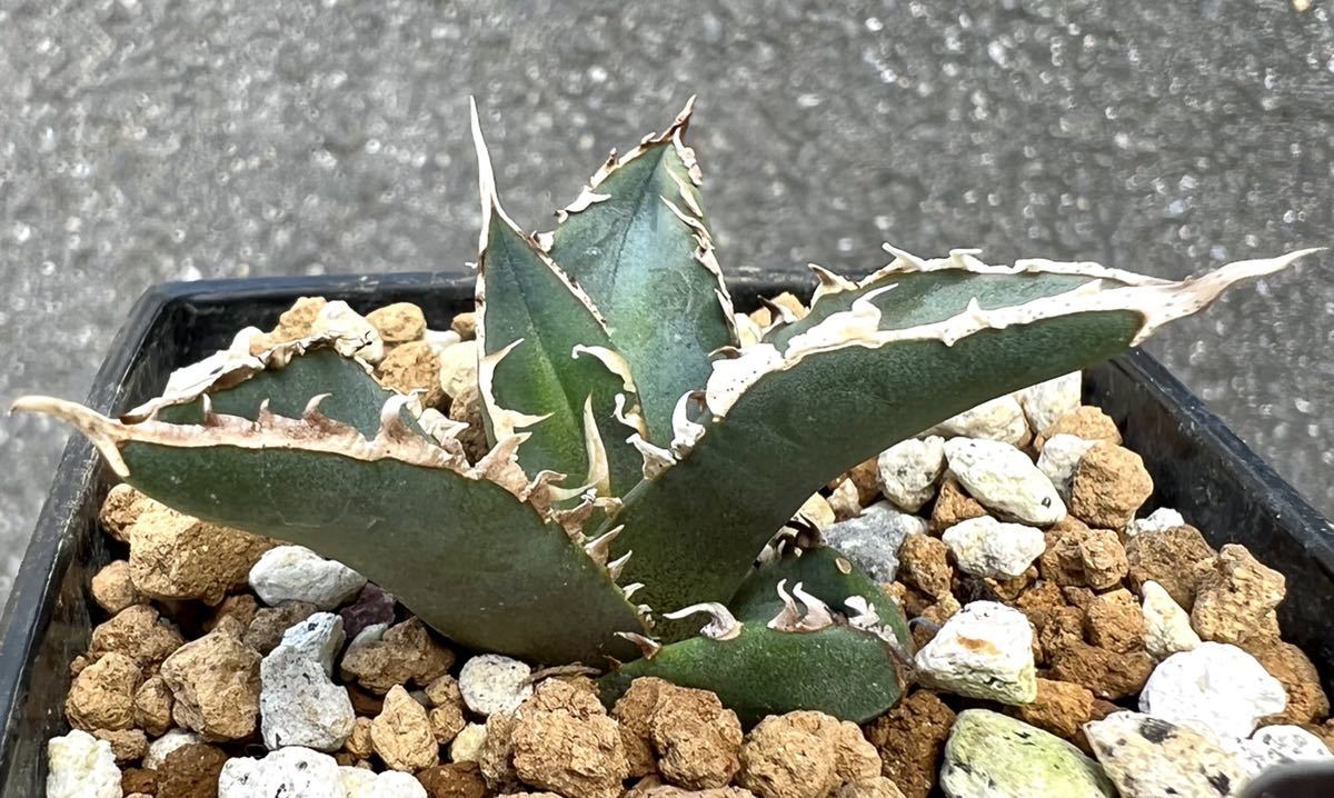 多肉植物アガベ チタノタ 狼人  極上大株 子株付 3厳選 アガベ チタノタ 狼人 極上子株 強棘 狂棘 激レア高級品種 多肉