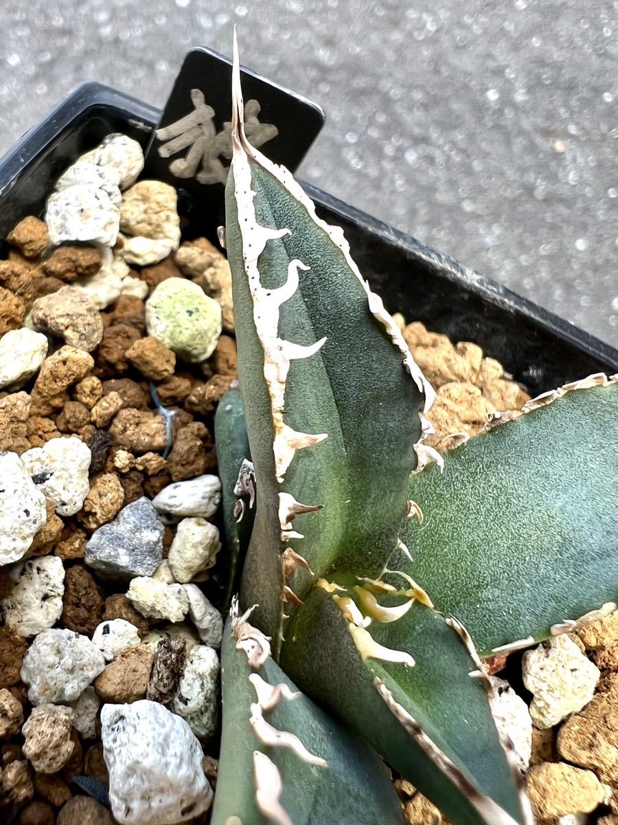 アガベ 多肉植物 チタノタ 狼人 厳選発根済み狂刺美株