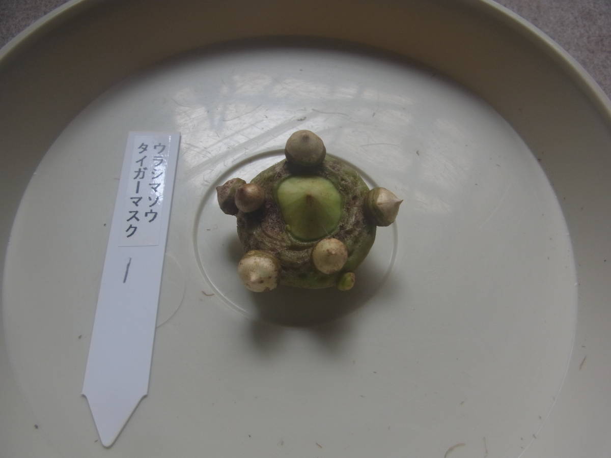 斑入り山野草　野生蘭　ウラシマソウ　テンナンショウ　ムサシアブミ　「ウラシマソウ・タイガーマスク①」