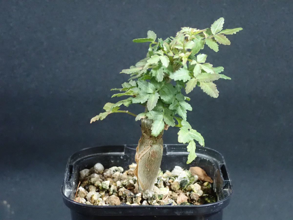 本物保証，2026 ブルセラ ファガロイデス Bursera fagaroides(観葉植物)｜売買されたオークション情報、yahooの商品情報をアーカイブ公開 - オークファン その他