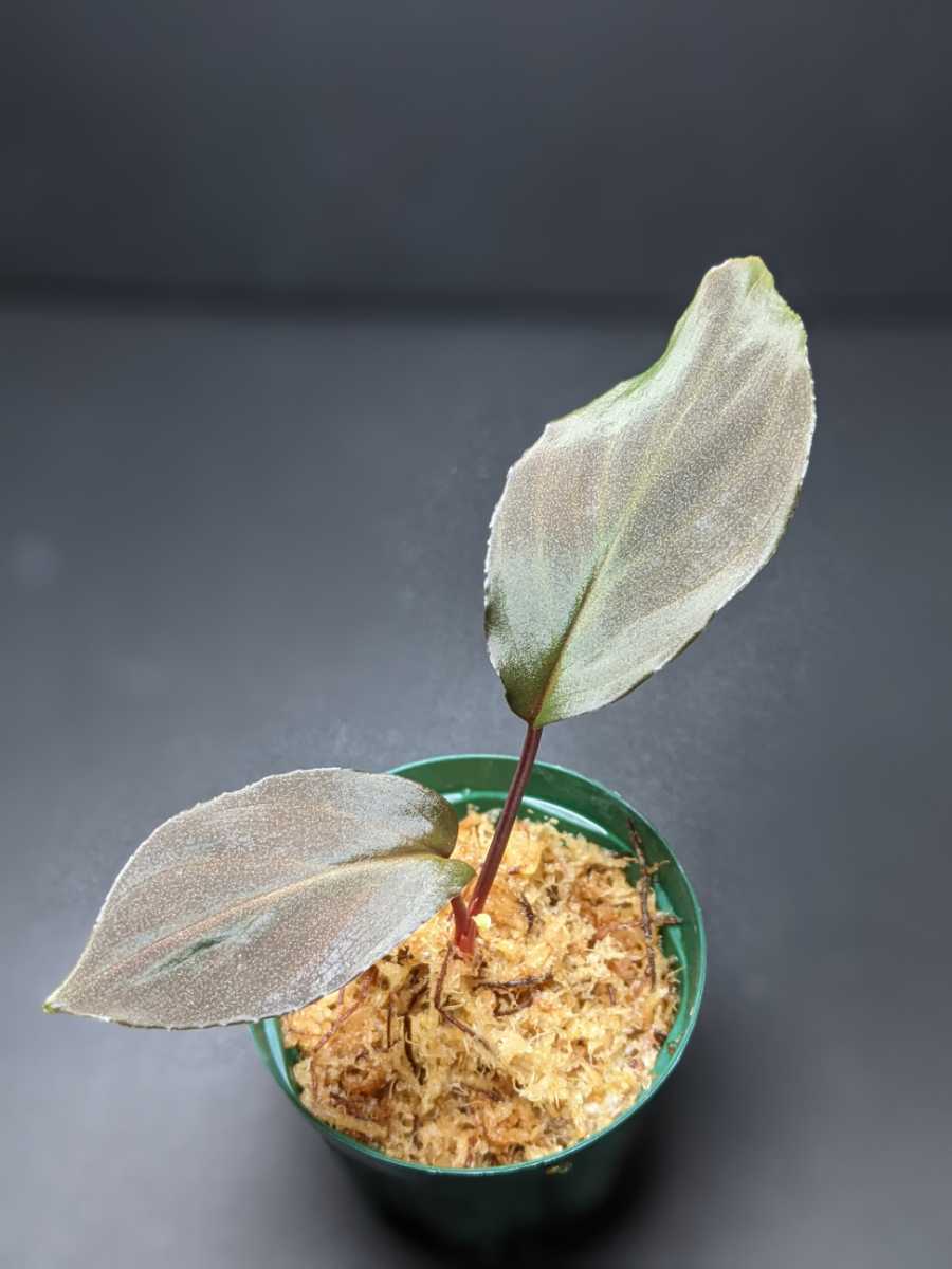 Homalomena sp.Deep Purple JKT from Pulau Nias【AZ0215-1