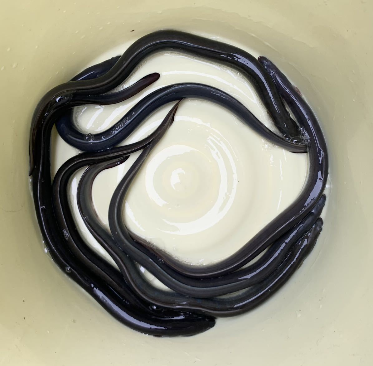 s1030621710.1