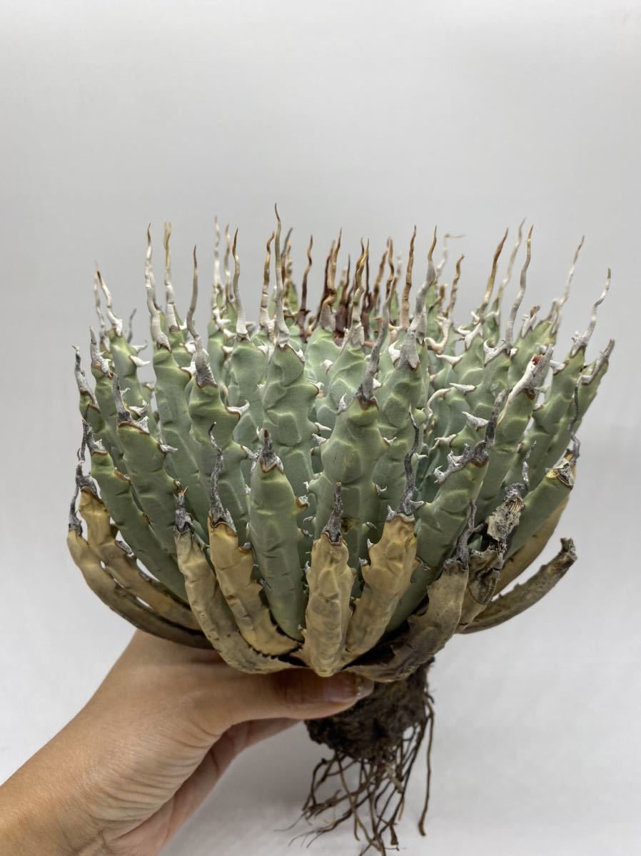 S923-41陽炎大株厚肉アガベ ユタエンシス /Agave utahensis
