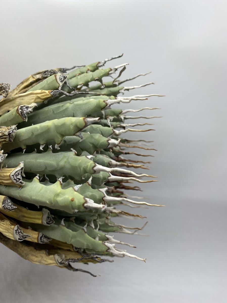 S923-41陽炎大株厚肉アガベ ユタエンシス /Agave utahensis