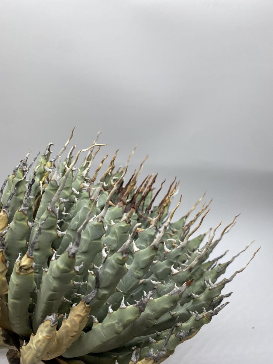 S923-41陽炎大株厚肉アガベ ユタエンシス /Agave utahensis