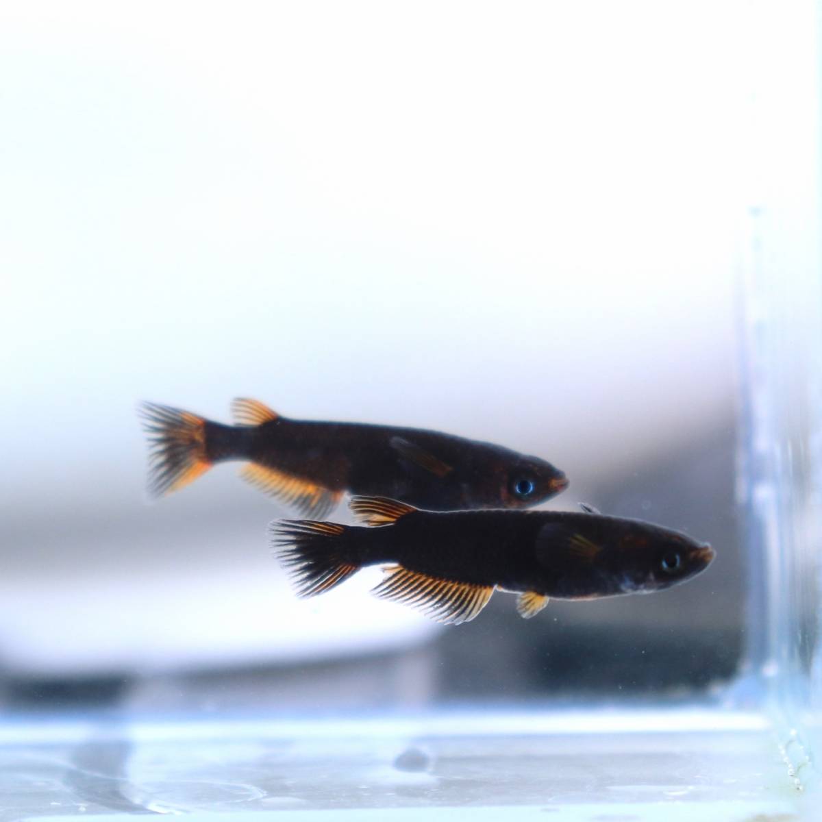 魚類、水生生物 【大川めだか】 五式typeR・GOD 3ペア 【現物出品 
