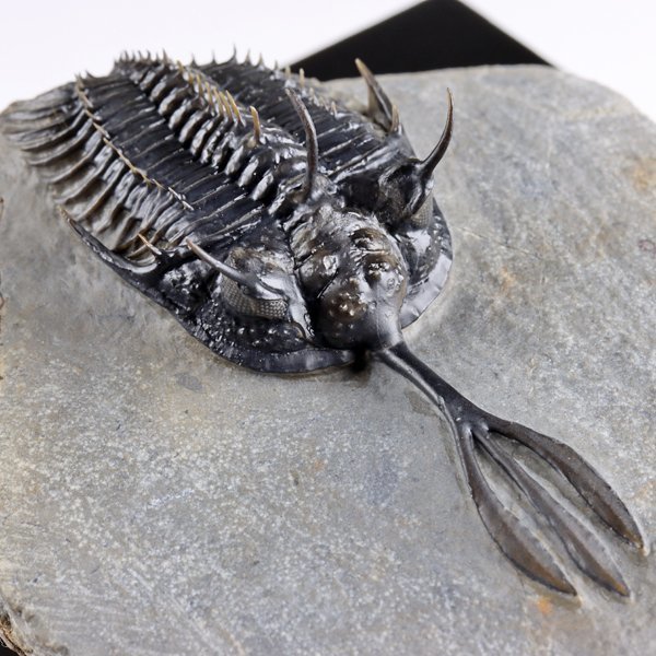 ○○○化石 三葉虫○○○A級品質!! Walliserops trifurcatus 稀少