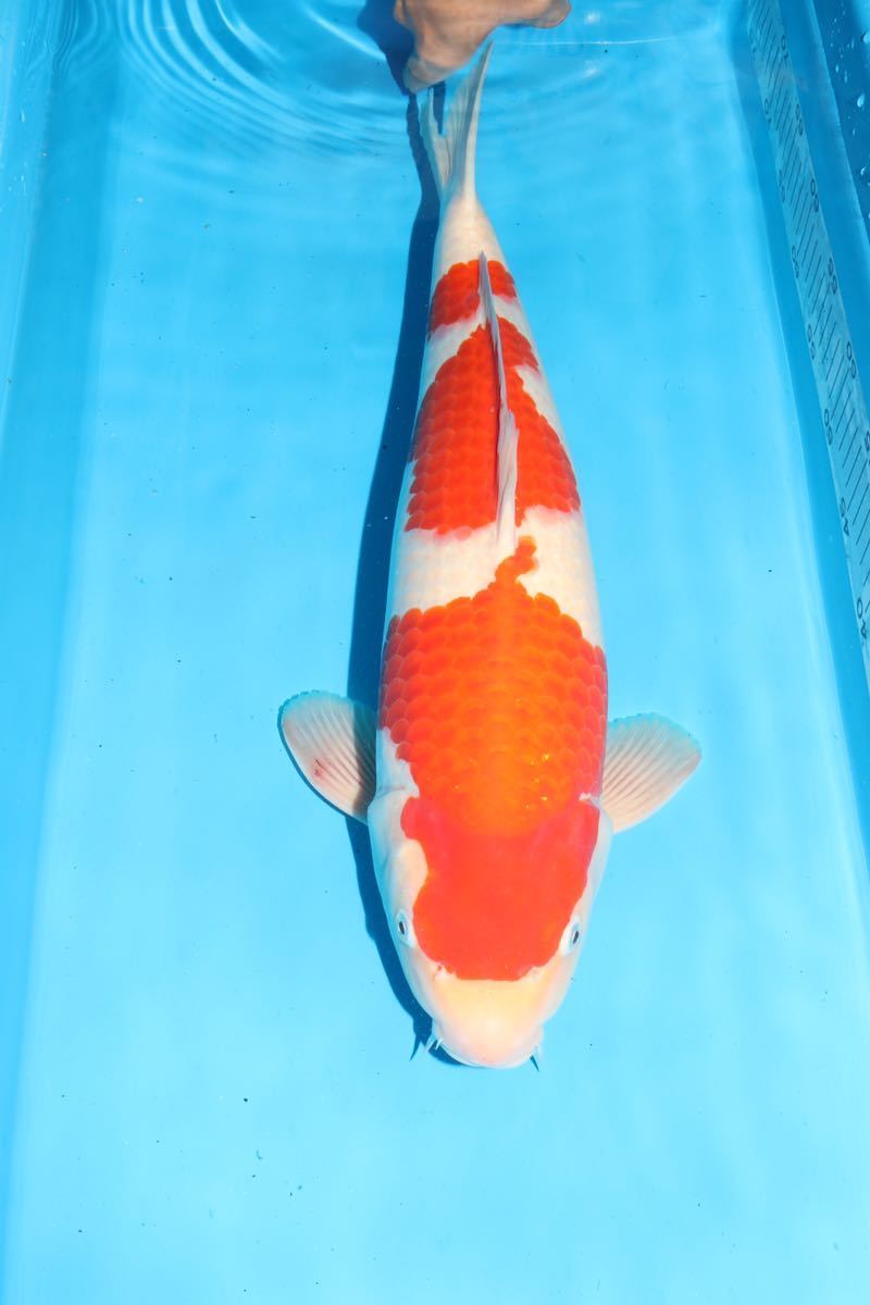 池上げ開始 大日本店直送 紅白49cmオス No3 2022第5弾 錦鯉(