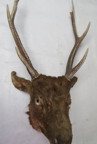 鹿剥製 剥製 同画像が複数載せてありますが 現品は1点のみ