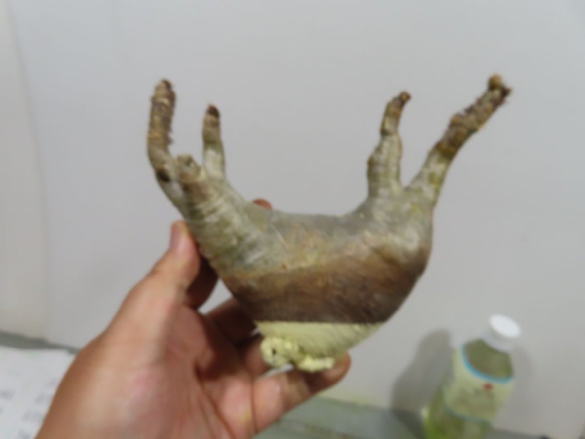 超特大 現地球 発根済み キフォステンマ マクロプス 山中勇人 y鉢付き