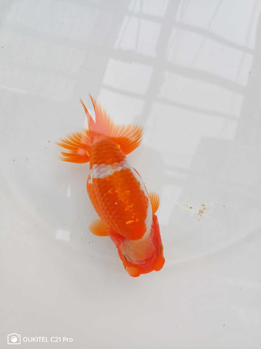 鷲津らんちゅう 108 当歳魚 メスタイプ 13.5センチ