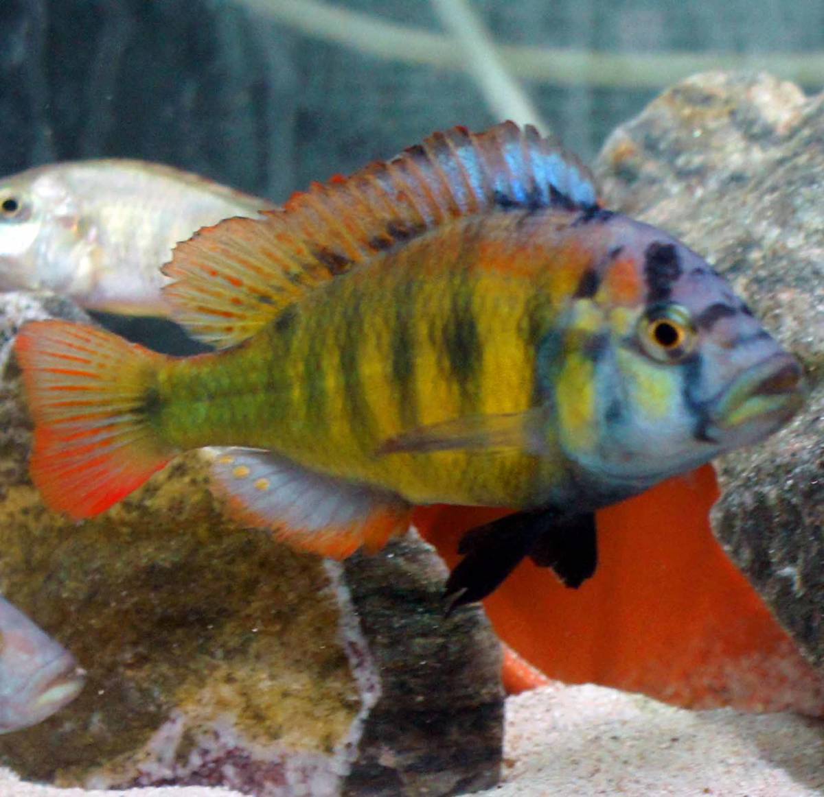 アフリカンシクリッド【プンダミリア・ニエレレイ】若齢成魚ペア 221002-1
