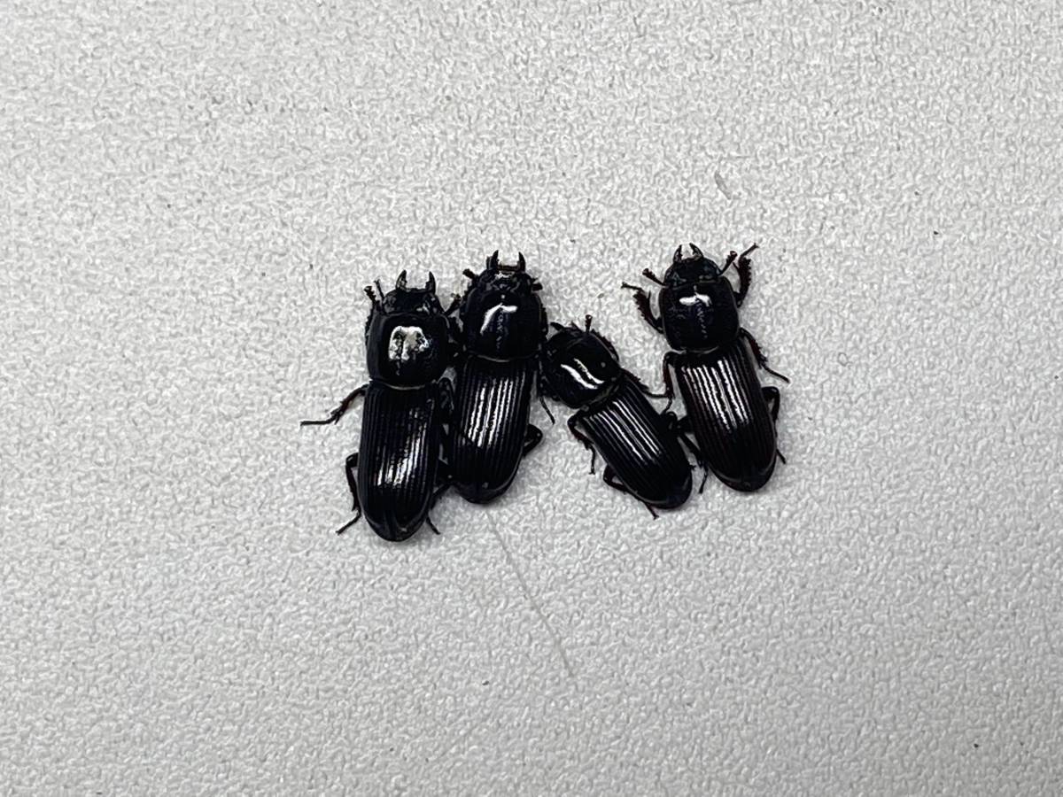 22-063 最終出品物② 中硫黄島産 イオウマメクワガタ成虫3頭＋1頭 計4