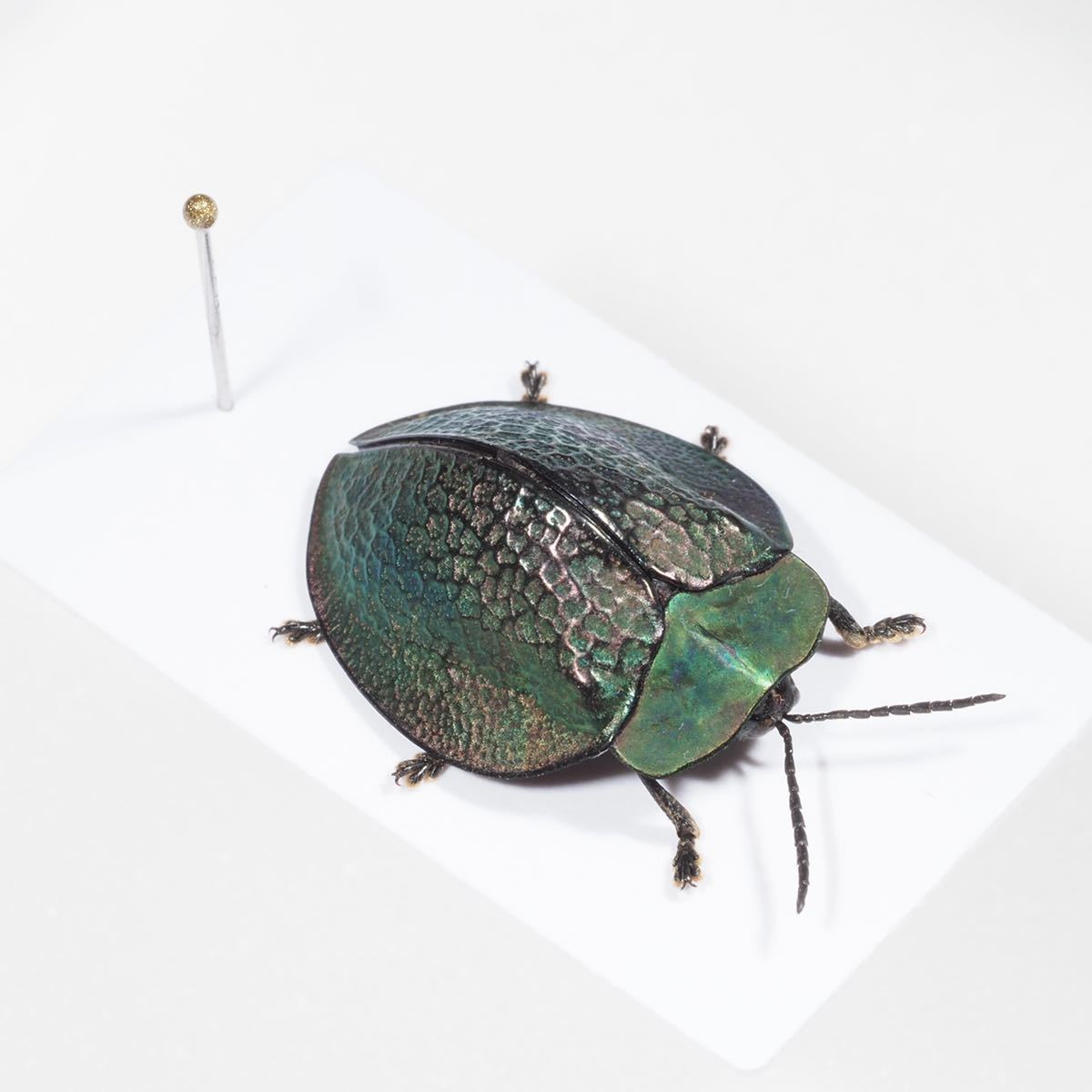 美麗ブローチハムシ Goniochenia cf. haroldi ♀ 標本、南米のブローチ