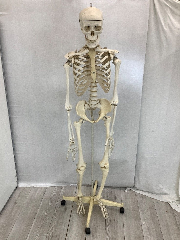 ドイツ3B Scientific社製の等身大骨格模型 骨模型 3b scientific gmbh