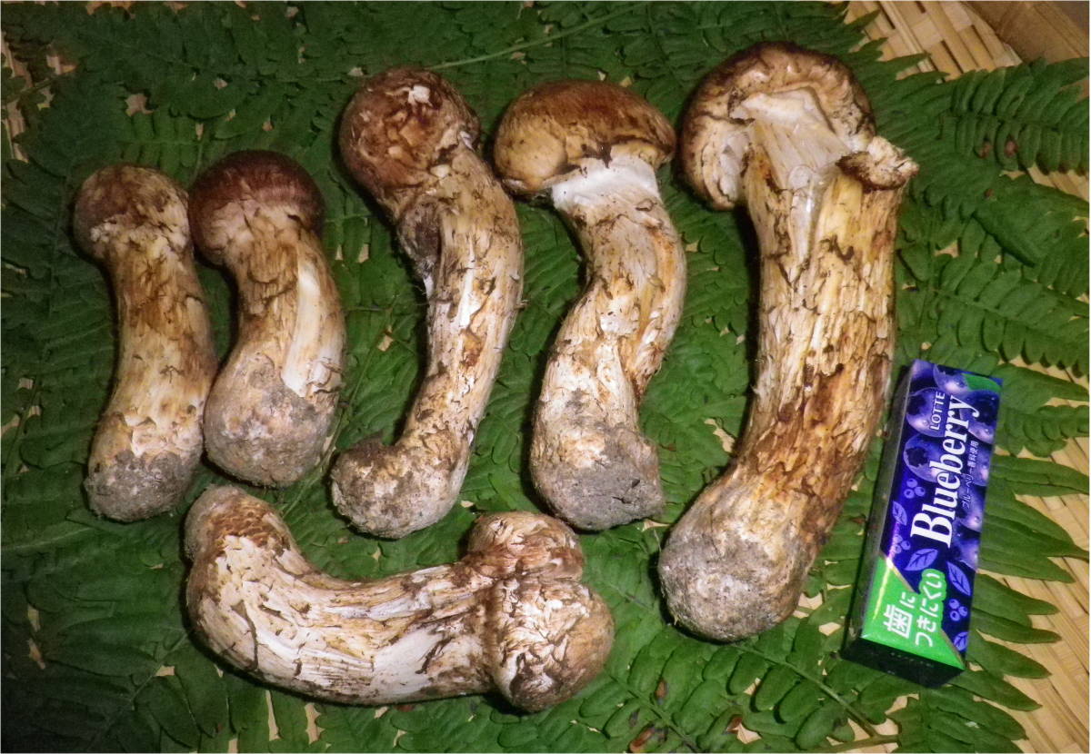 南信州産松茸約１７２g（パック込み 31.南信州産松茸約150g（パック込み） 南信州産松茸110g（パック込み）