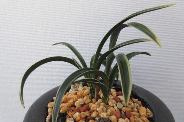 韓国春蘭 新羅 韓国春蘭 春蘭 新羅 紅神秘 松永蘭園 □□□