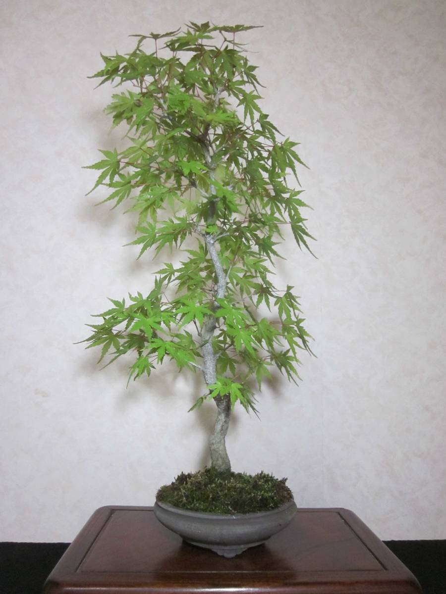 超希少 展示にも 古木感上々の幹肌 荒皮もみじ 根張り良い足元 品の