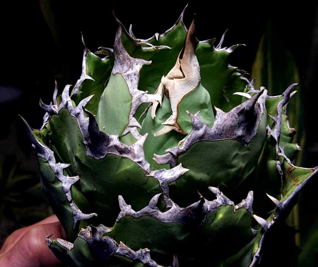 アガベ チタノタ USオテロイ｜育成次第でここまで変わる！ 多肉植物