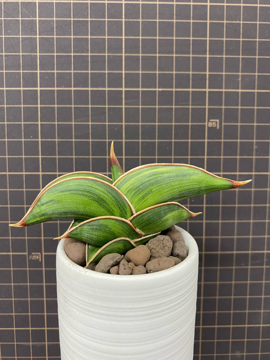 観葉植物 サンセベリア ロリダ 斑入り サンスベリア