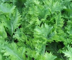 わさび菜の値段と価格推移は 10件の売買情報を集計したわさび菜の価格や価値の推移データを公開