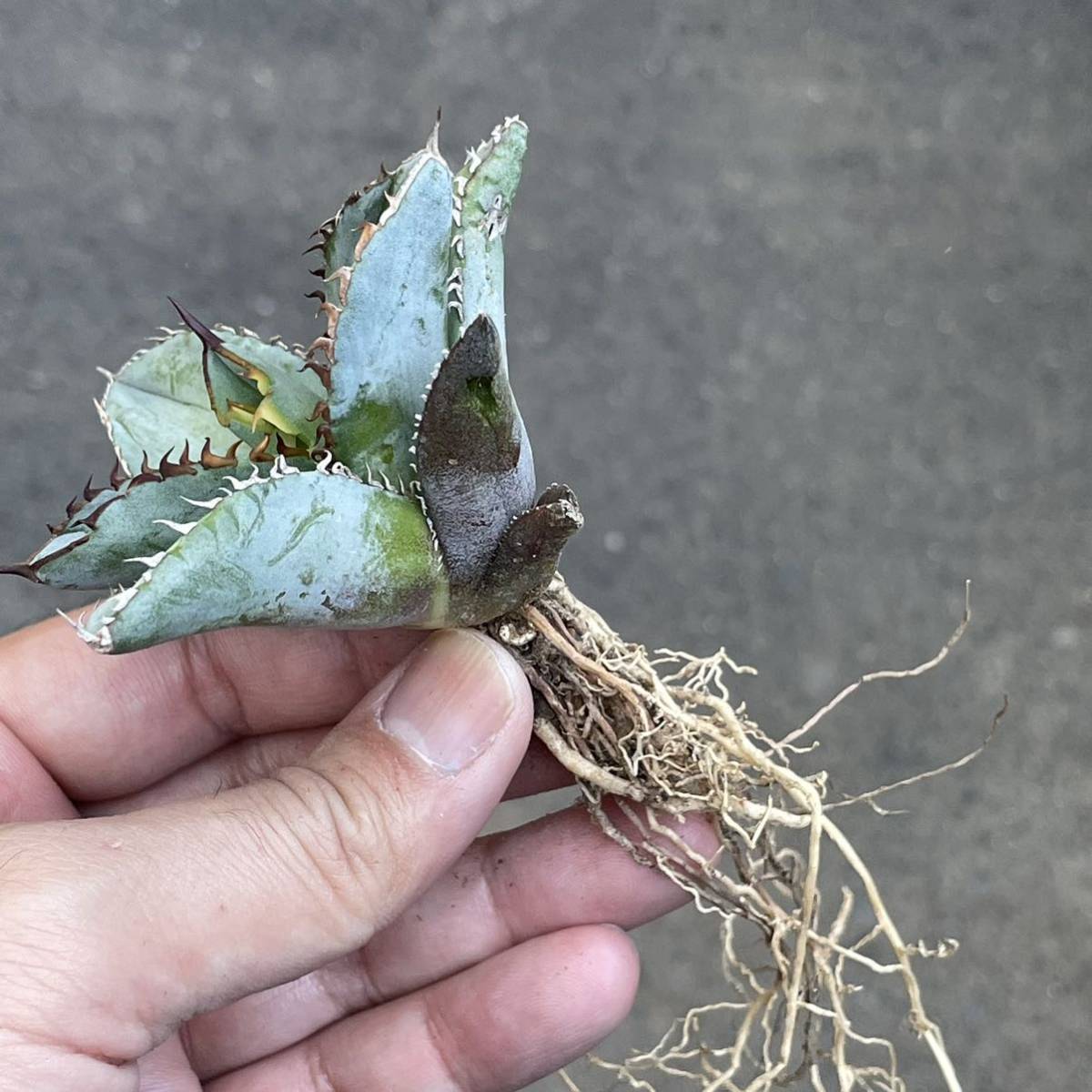 3. 特選 アガベ チタノタ ブルー 実生 多肉植物 【公式通販】