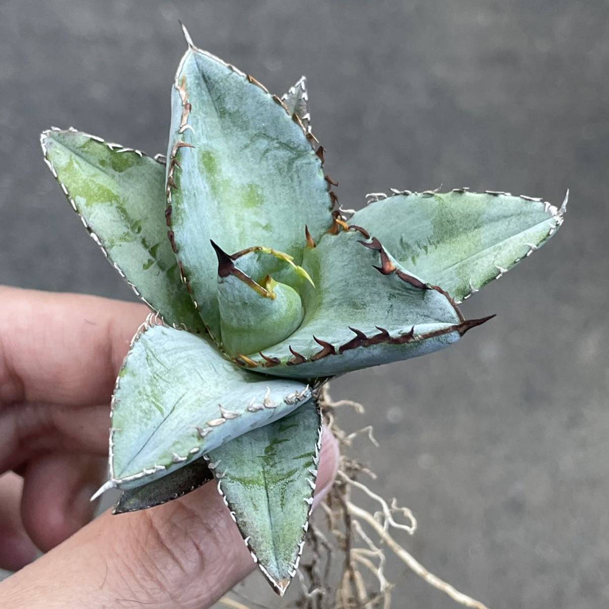 3. 特選 アガベ チタノタ ブルー 実生 多肉植物 【公式通販】