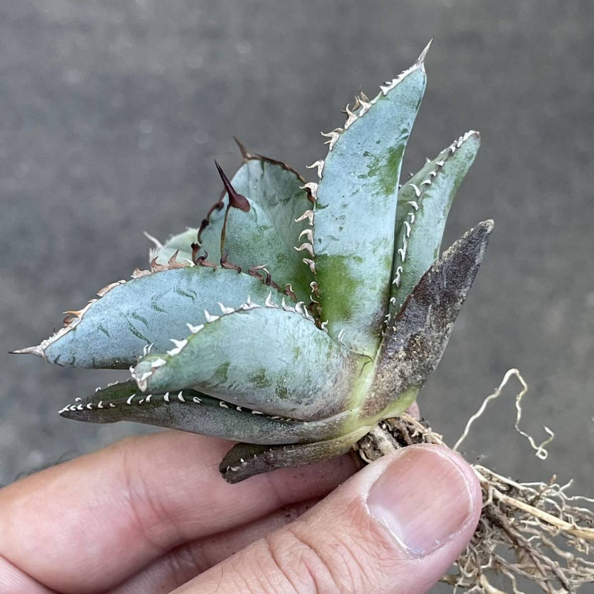 3. 特選 アガベ チタノタ ブルー 実生 多肉植物 【公式通販】