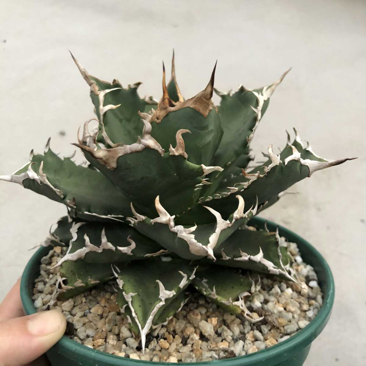アガベ パラサナ 大型 多肉植物