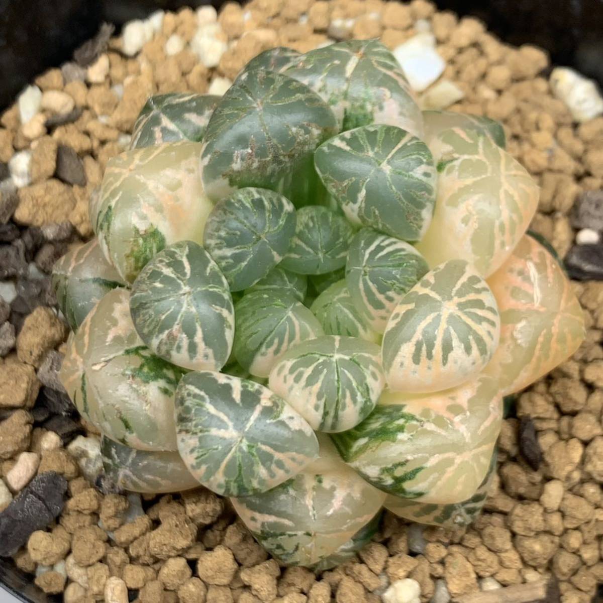ハオルチア　丸葉オブツーサ錦