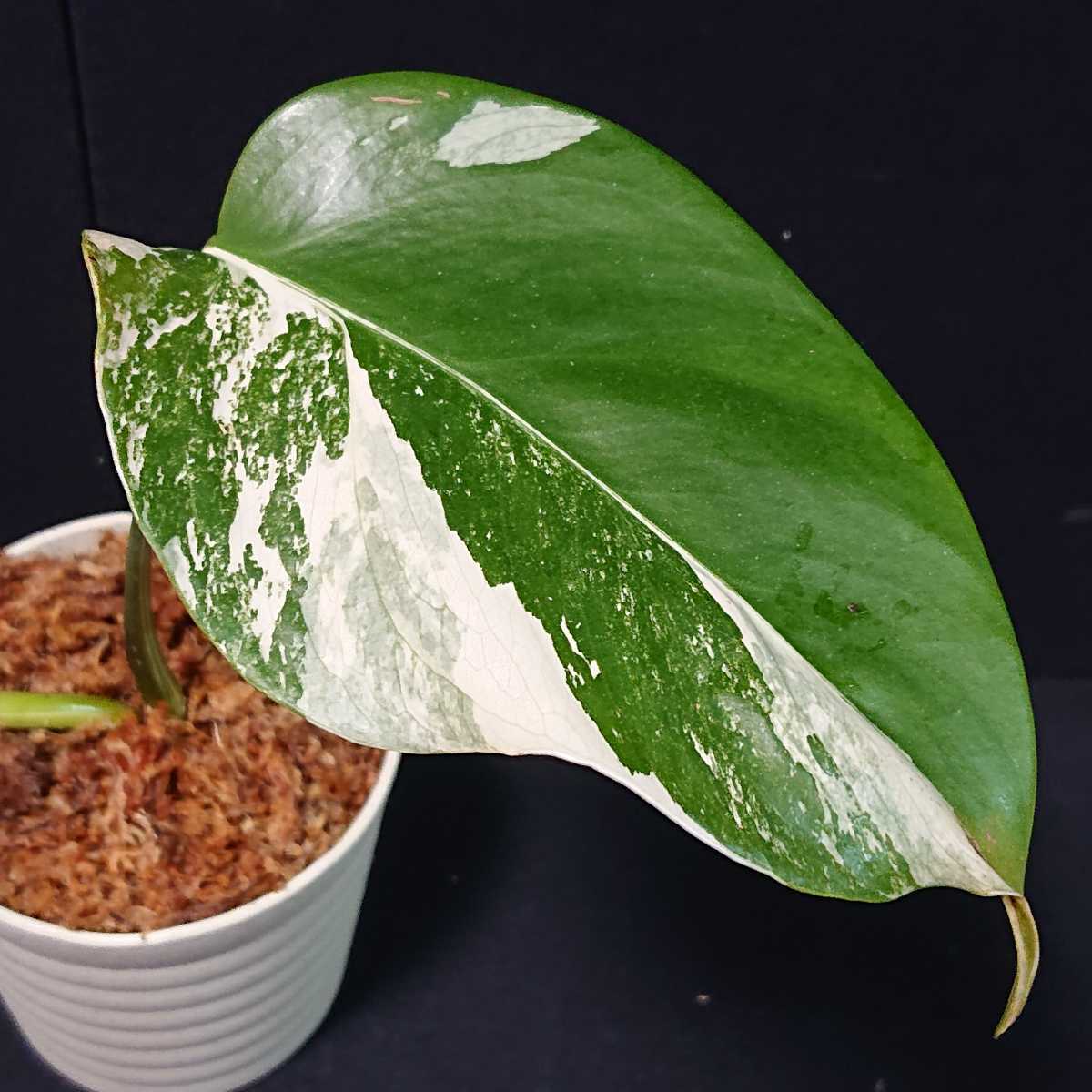 美ハーフムーン/散り斑入りモンステラボルシギアナオーレア鉢植え発送‼️ モンステラ 斑入り ボルシギアナ 5号鉢植え 0 園芸ネット本店
