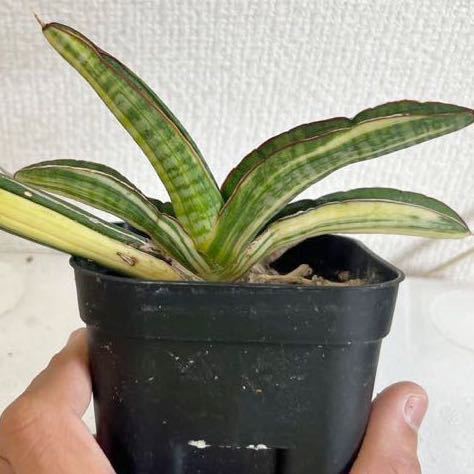 100%新品，得価 サンスベリア サンセベリア ペアルソニー斑入り Sansevieria pearsonii Variegata(観葉植物)｜売買されたオークション情報、yahooの商品情報をアーカイブ公開 - オークファン その他