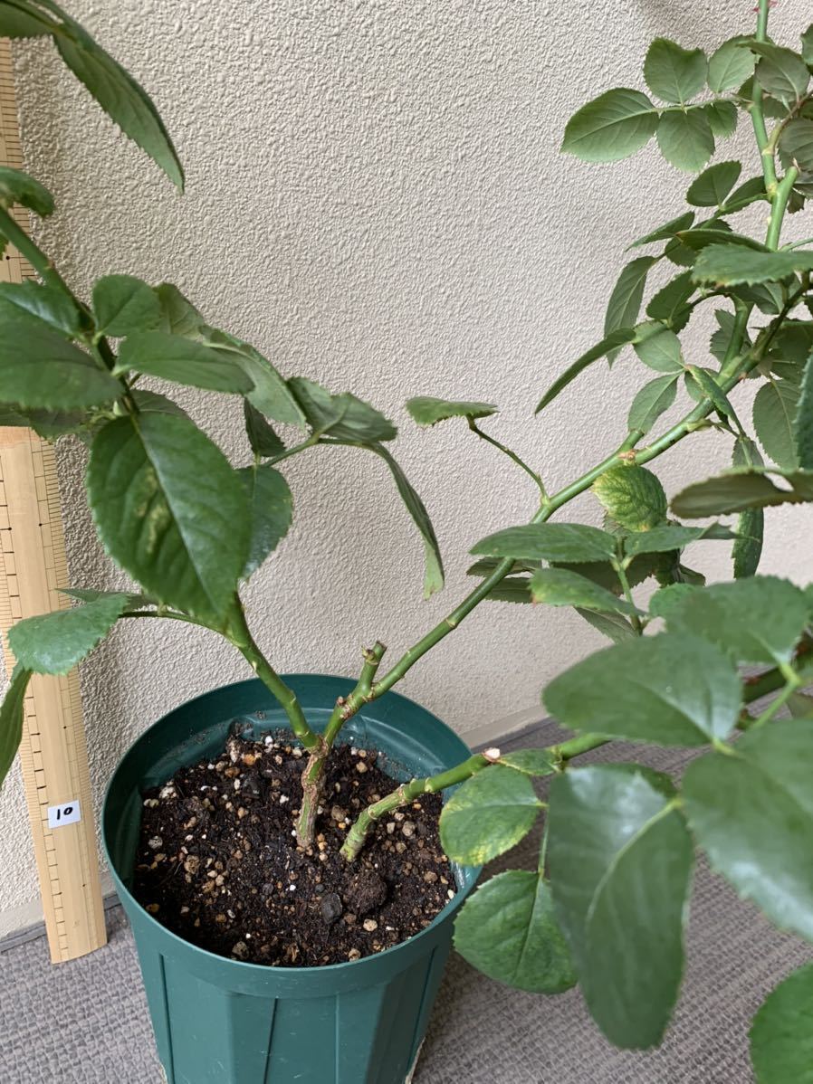 レア 希少 バラ苗 切り花品種 Pinky Pi.e 8号鉢 レア 希少 バラ苗