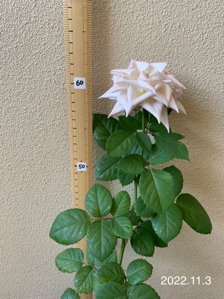 希少 切り花品種 バラ苗