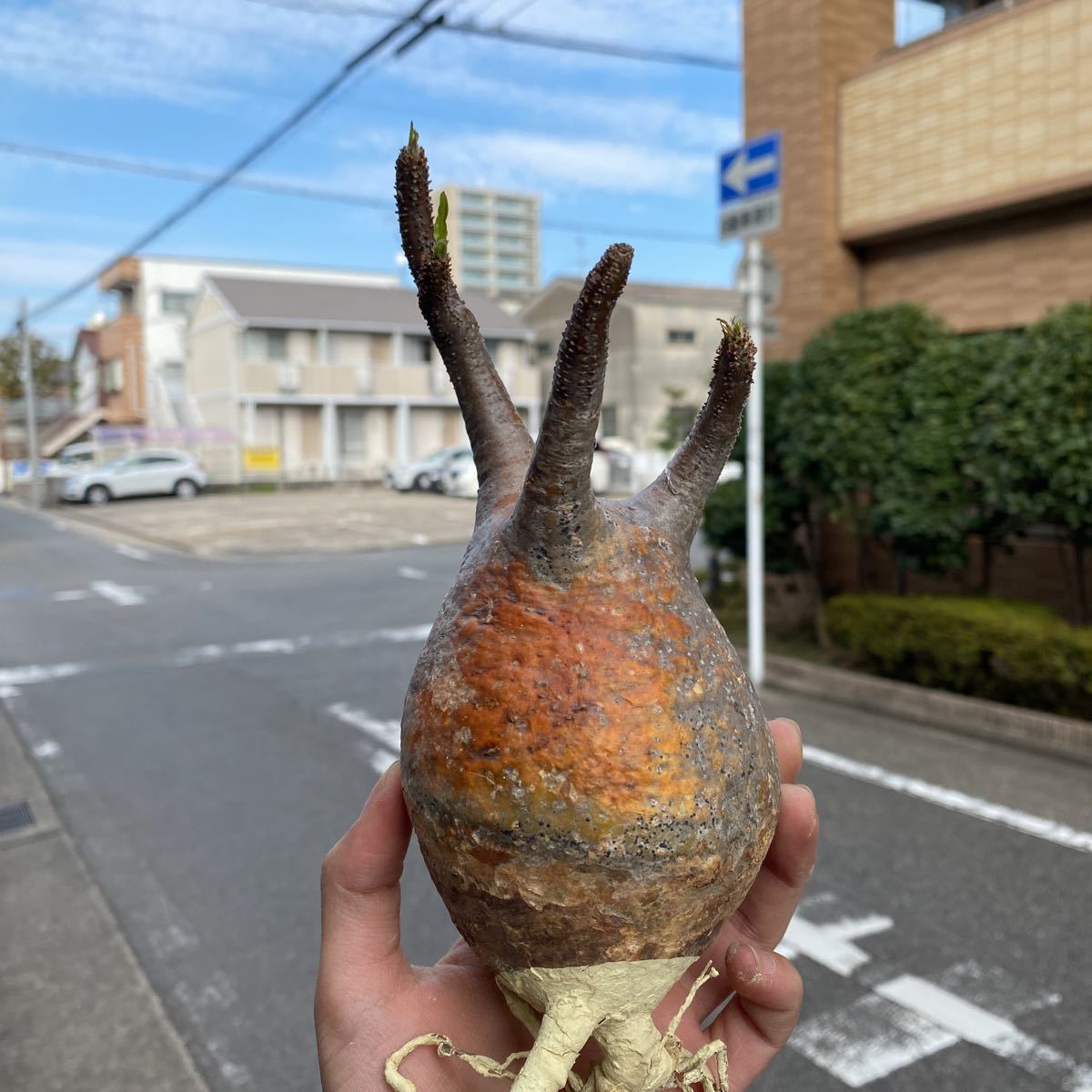 最安値，豊富な パキポディウムグラキリス 塊根植物 コーデックス 赤肌(サボテン)｜売買されたオークション情報、yahooの商品情報をアーカイブ公開 - オークファン サボテン