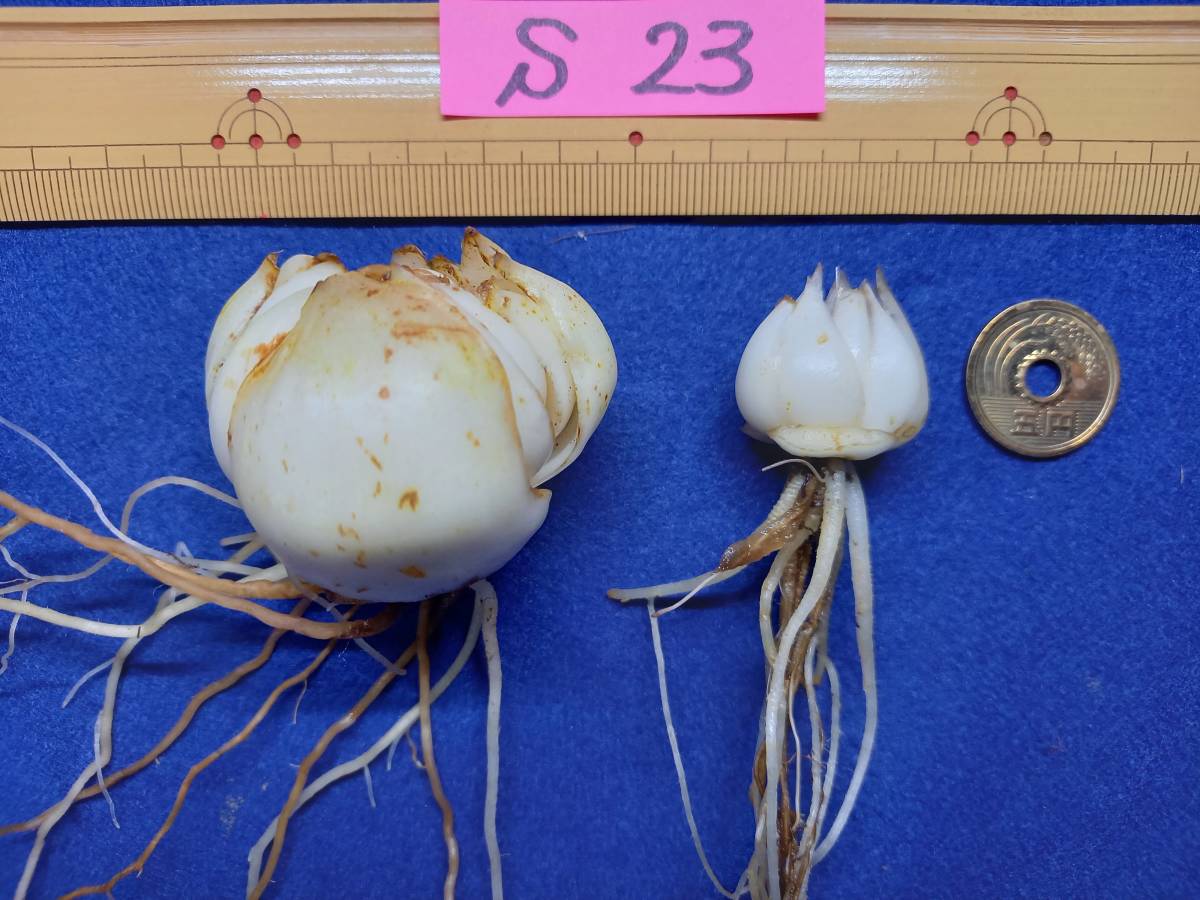 能登ササユリ　開花球2個セット_1