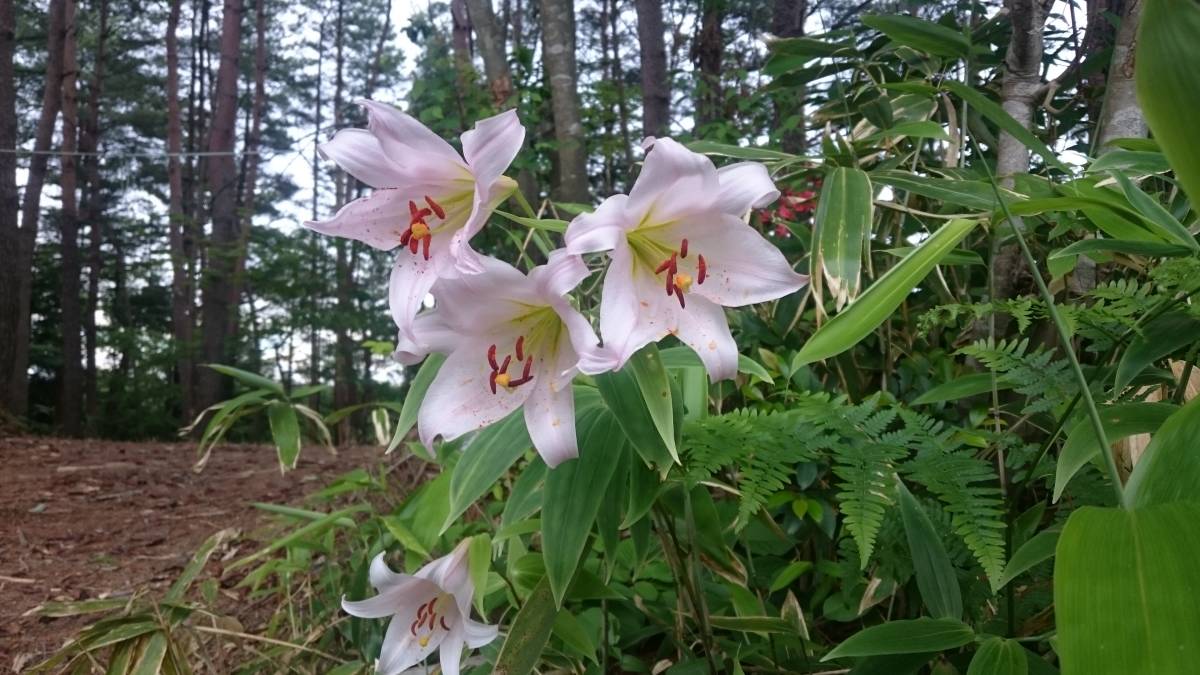 能登ササユリ　開花球2個セット_10