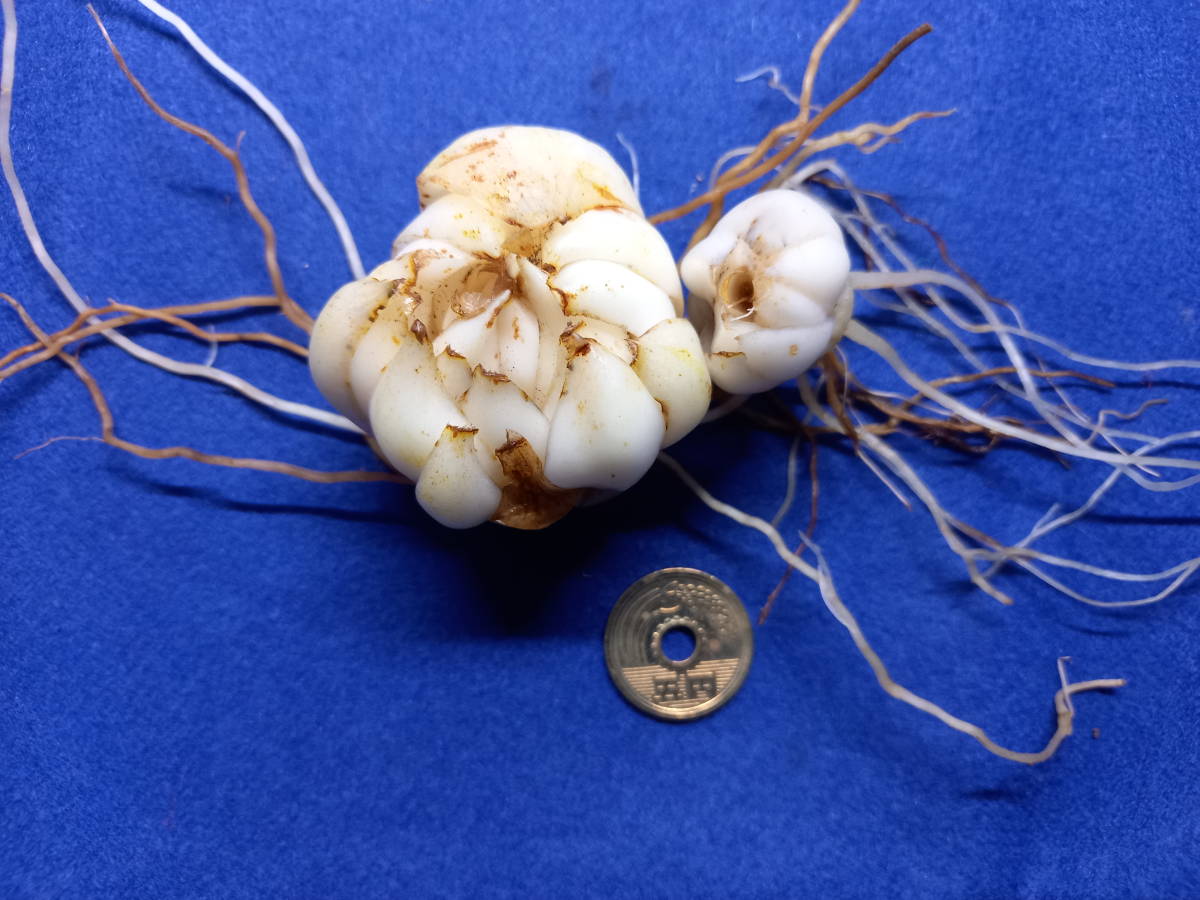 能登ササユリ　開花球2個セット_3