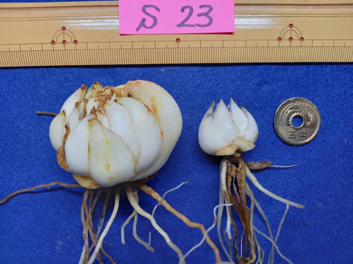 能登ササユリ　開花球2個セット_4