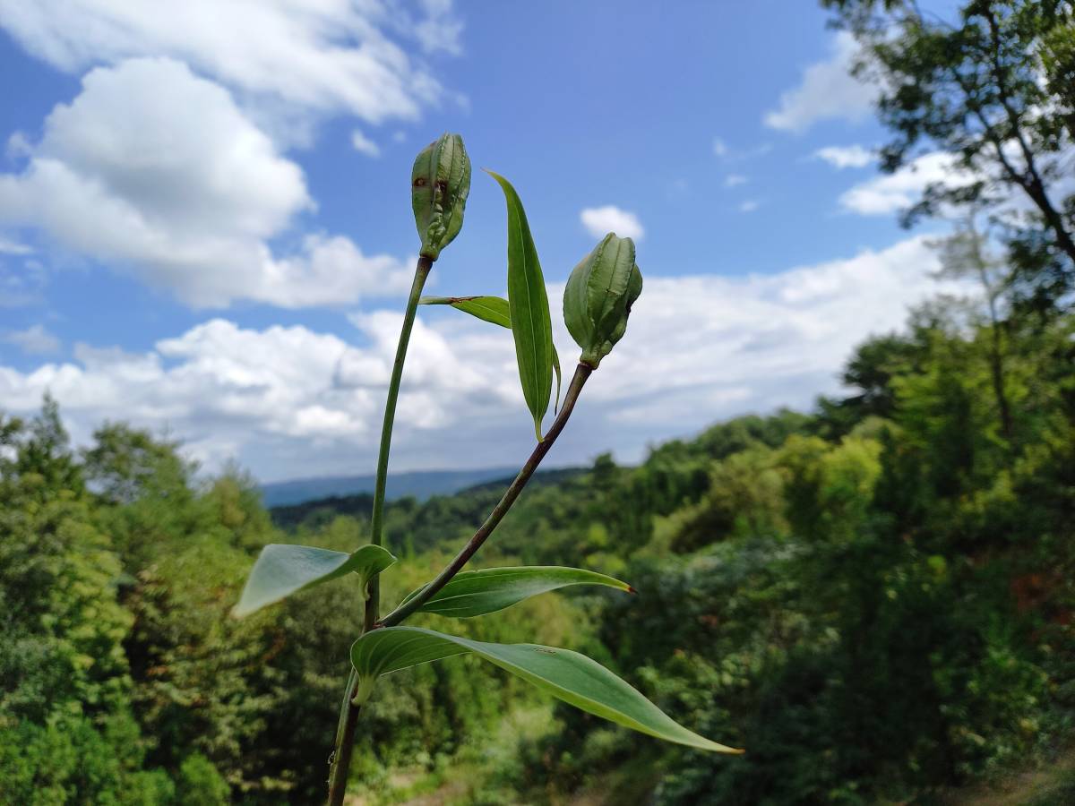 能登ササユリ　開花球2個セット_5