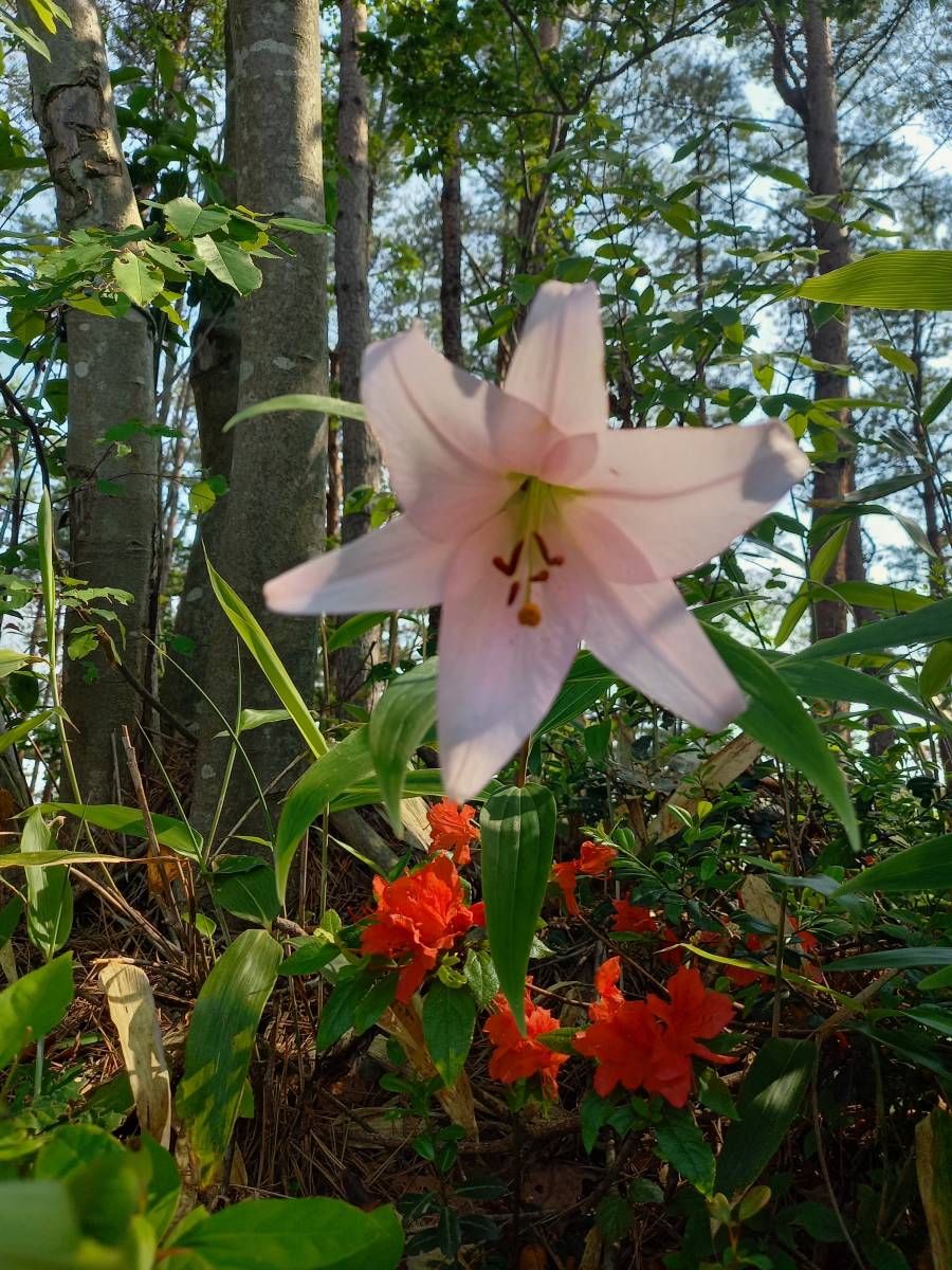 能登ササユリ　開花球2個セット_6