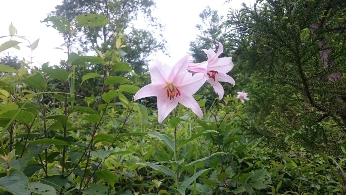 能登ササユリ　開花球2個セット_7